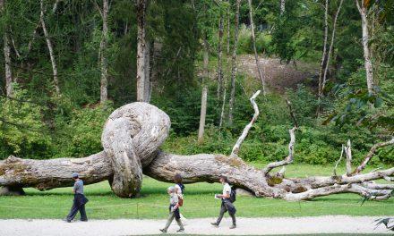 Kunst im Bergwald