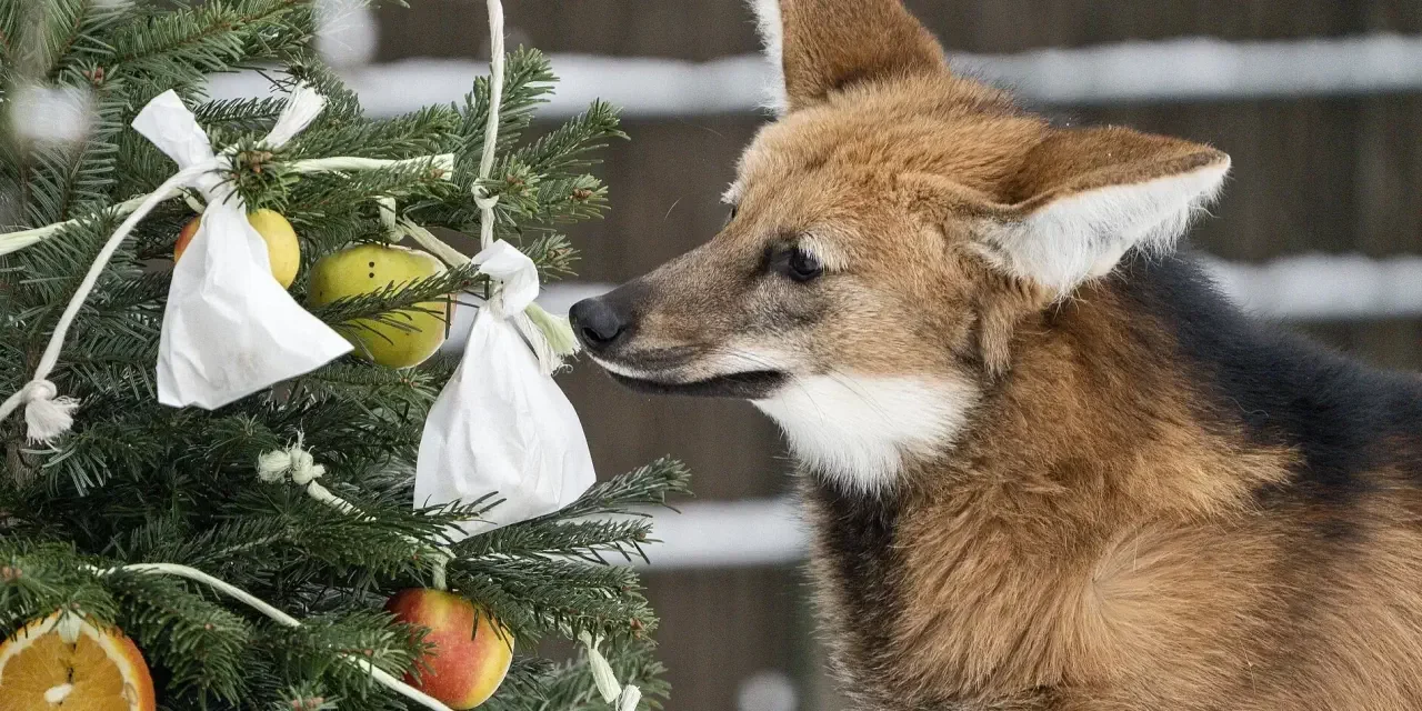 Weihnachtliche Tradition im Tierpark