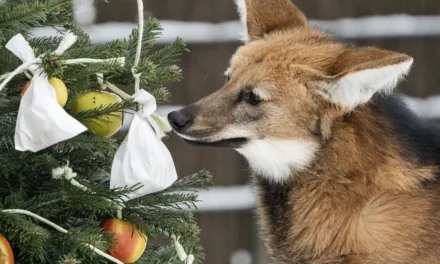 Weihnachtliche Tradition im Tierpark