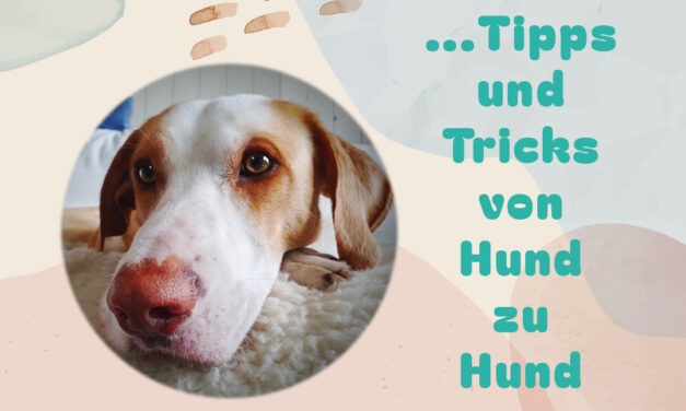 Von Hund zu Hund