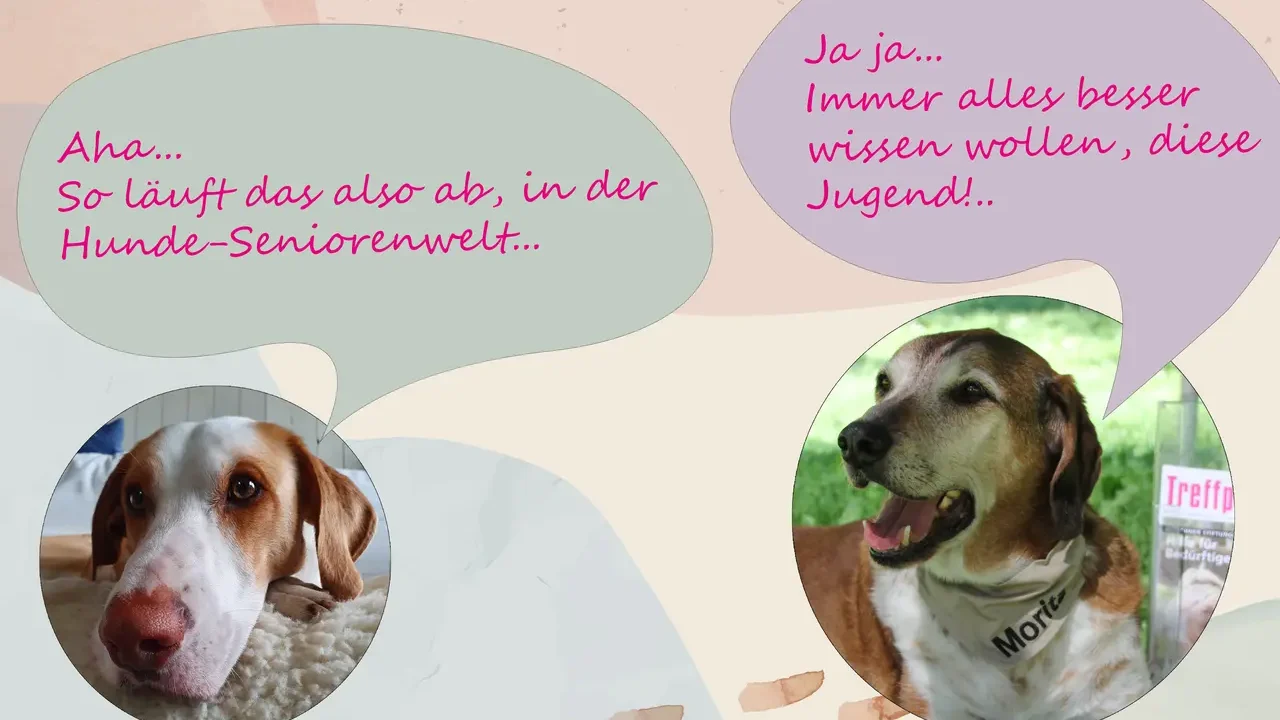 Kesito_denkt_nach Hier sehen Sie eine Fotomontage, auf der ein junger Hund nachdenkt: "Aha... So läuft das also ab, in der Hunde-Seniorenwelt...". Ein alter Hund meint darauf "Ja ja... Immer alles besser wissen wollen, diese Jugend!..".
