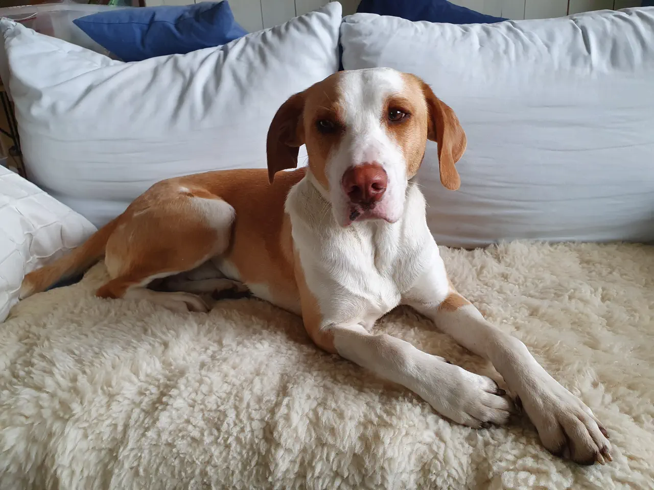 Auf diesem Foto sehen Sie unseren Bürohund Kesito als Welpe auf dem Bett.