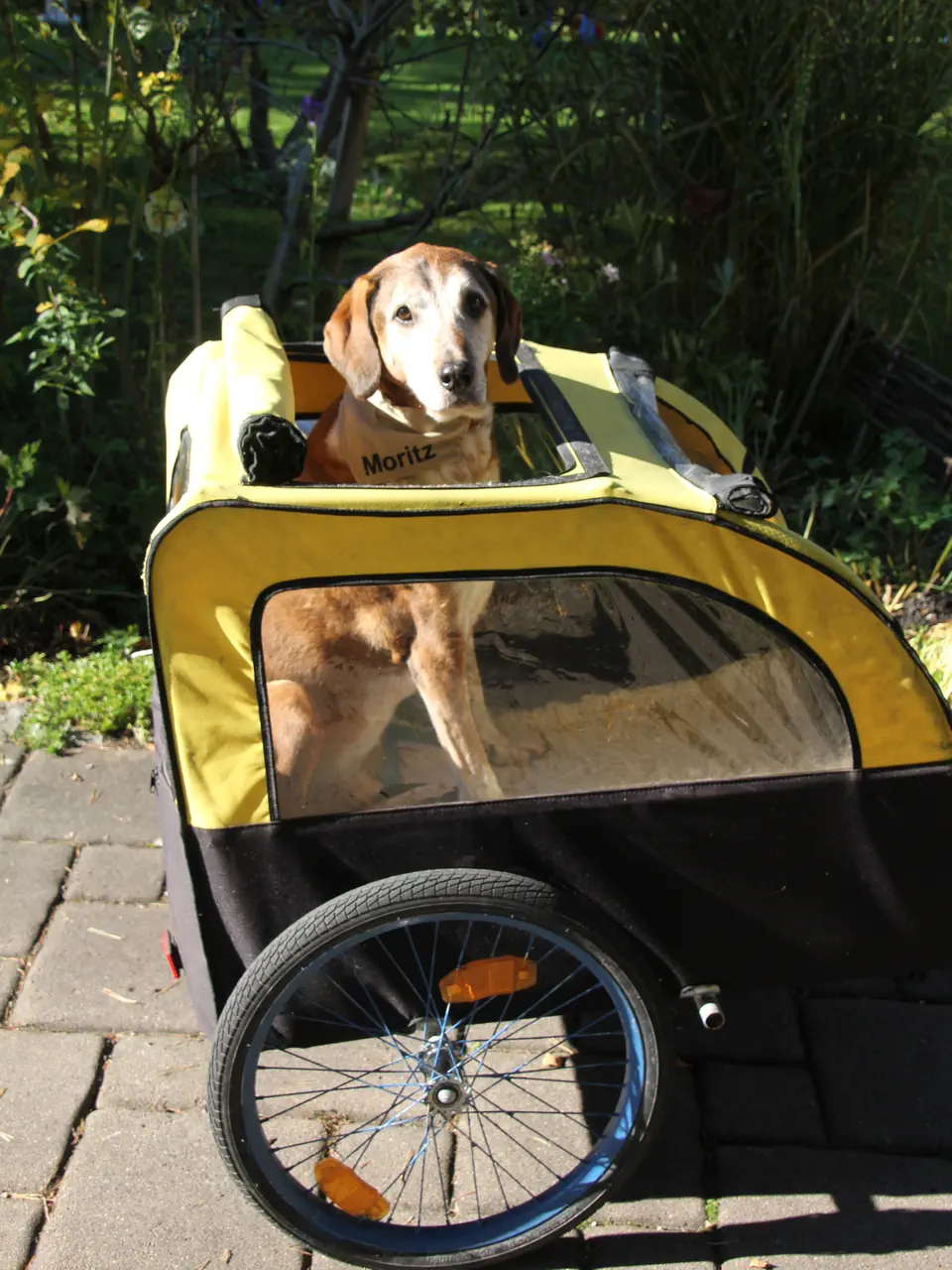 Moritz der Redaktionshund als 14 jähriger Best Ager in einem Hunde-Fahrradanhänger beim Gassigehen