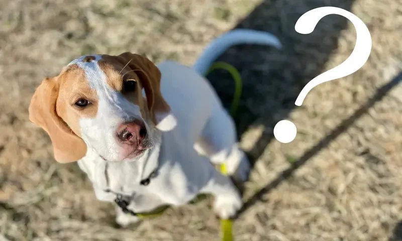 Symbolfoto: Ein kleiner Hund mit Fragezeichen