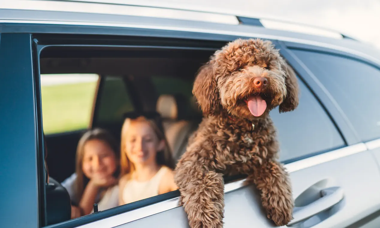 Auf diesem Symbolfoto sehen Sie einen kleinen Hund, der aus dem Autofenster hinausschaut. Im Hintergrund sitzen zwei lachende Kinder.
