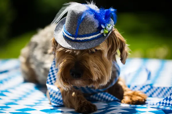 Auf diesem Foto sehen Sie einen Dackel auf einer Decke mit bayerischem Muster liegen. Der Hund einen bayerischen Hut an.
