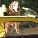 Hunde im Seniorenalter