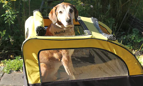Auf diesem Foto sehen Sie einen Hund im Seniorenalter, der in einem Fahrrad-Anhänger sitzt.