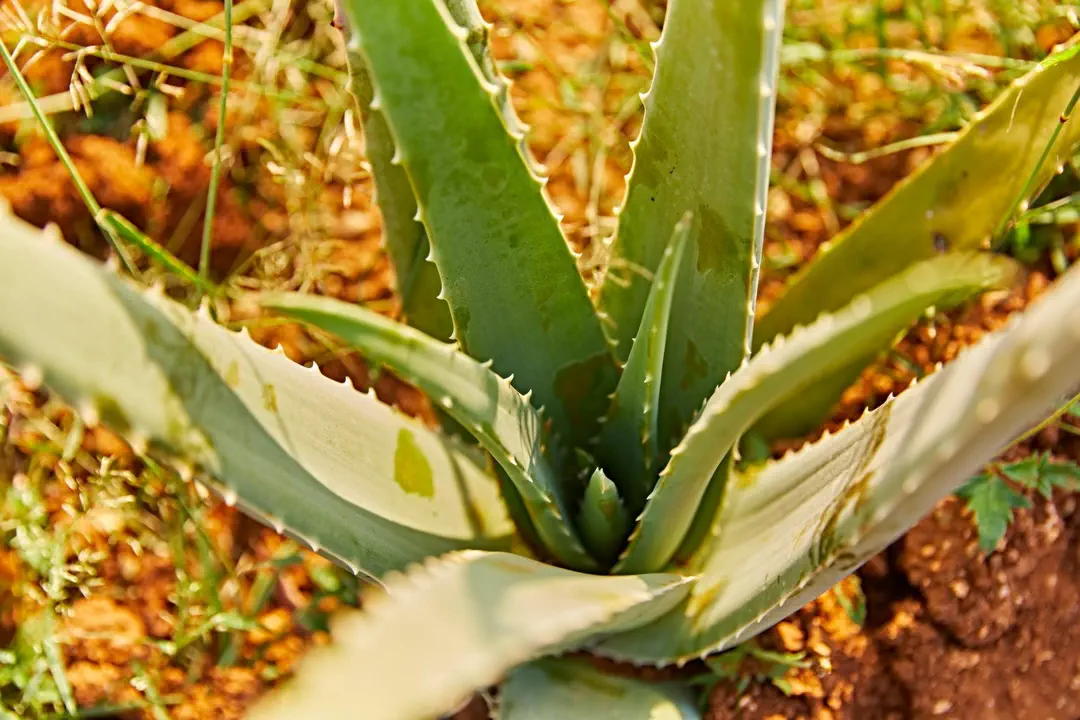 Symbolfoto: Aloe Vera in natürlicher Umgebung