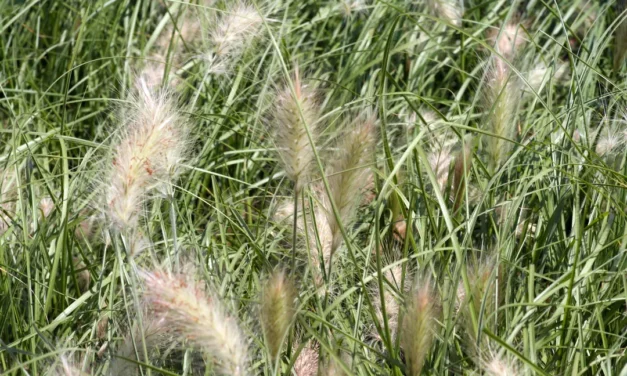 Grannen sind nicht immer harmlos